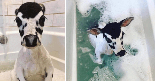 This Calf In A Bath Is The Cutest Thing You’ll See Today