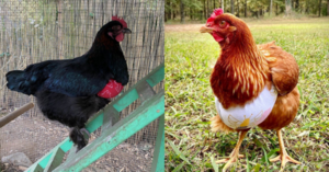 You Can Get Tiny Bras For Your Chickens That Are Not Only Fashionable, But They Can Also Save A Chickens Life