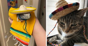 You Can Get A Sombrero for Your Small Animals And It’s Cuteness Overload