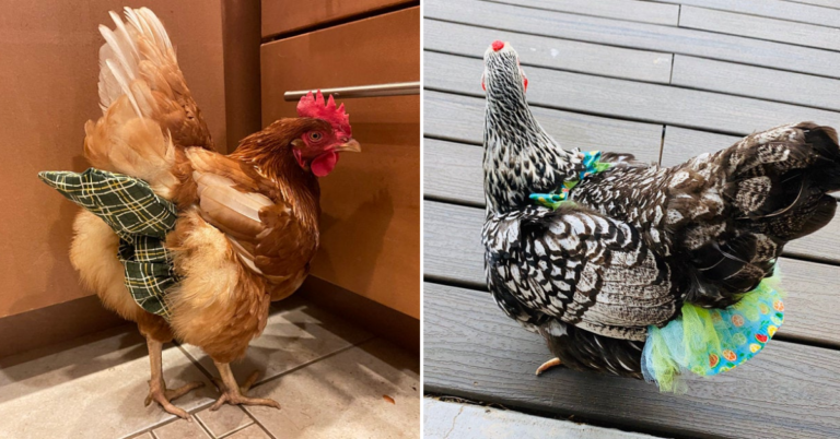 You Can Get Tiny Bras For Your Chickens That Are Not Only Fashionable, But  They Can Also Save A Chickens Life