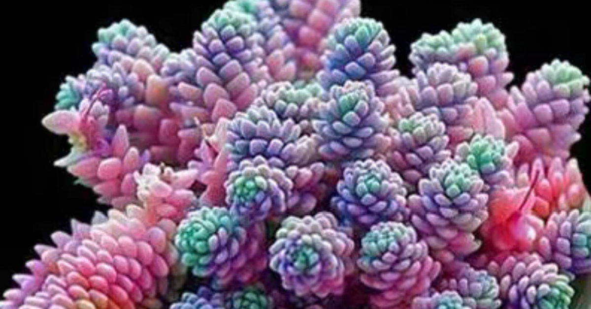 You Can Grow Succulents That Look Like Rainbow Pinecones And I Need Them In My Life