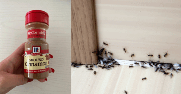 Turns Out, Ground Cinnamon Can Get Rid Of Ants In Your Garden. Here’s How.