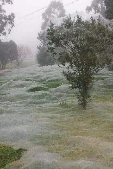 Australian Spider Webs Are The Most Terrifying Thing You Will Ever See