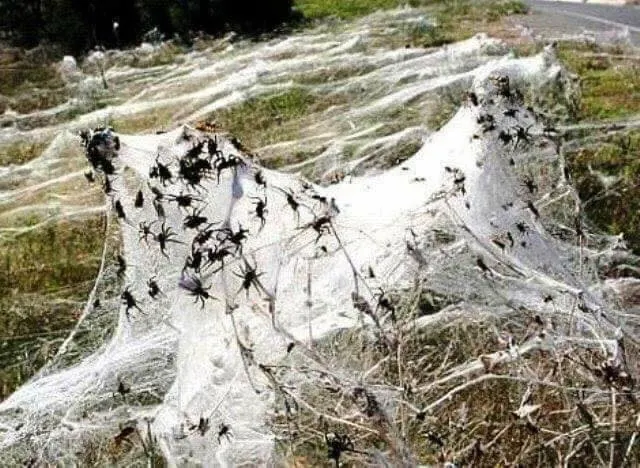 It's not snow, it's just the spider season in Australia 😱