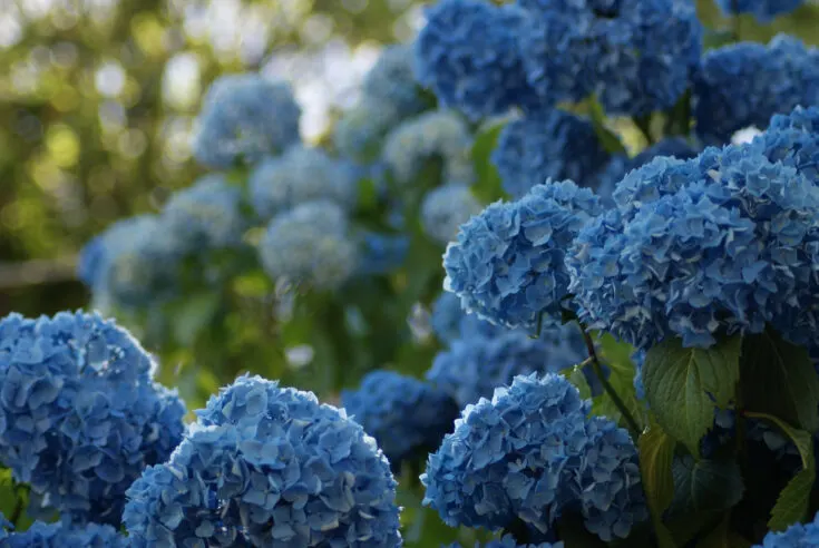 Blue flowers