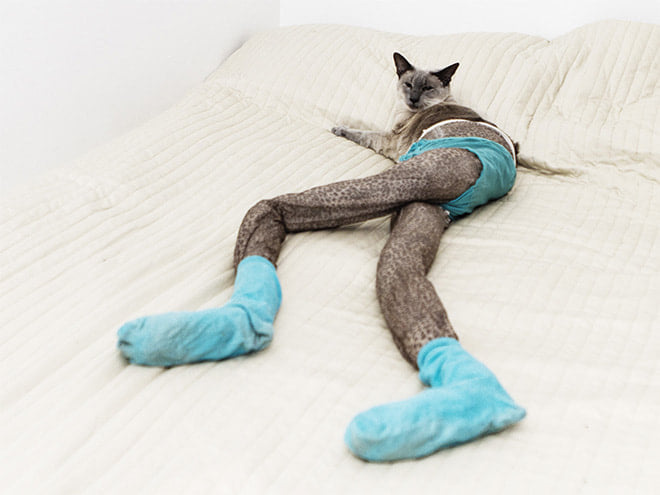 Cats Wearing Leggings Is The New Photo Trend And I Can't Get Enough Of It