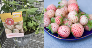 Costco Is Selling A Plant of Strawberries That Taste Like Pineapple And I Need It