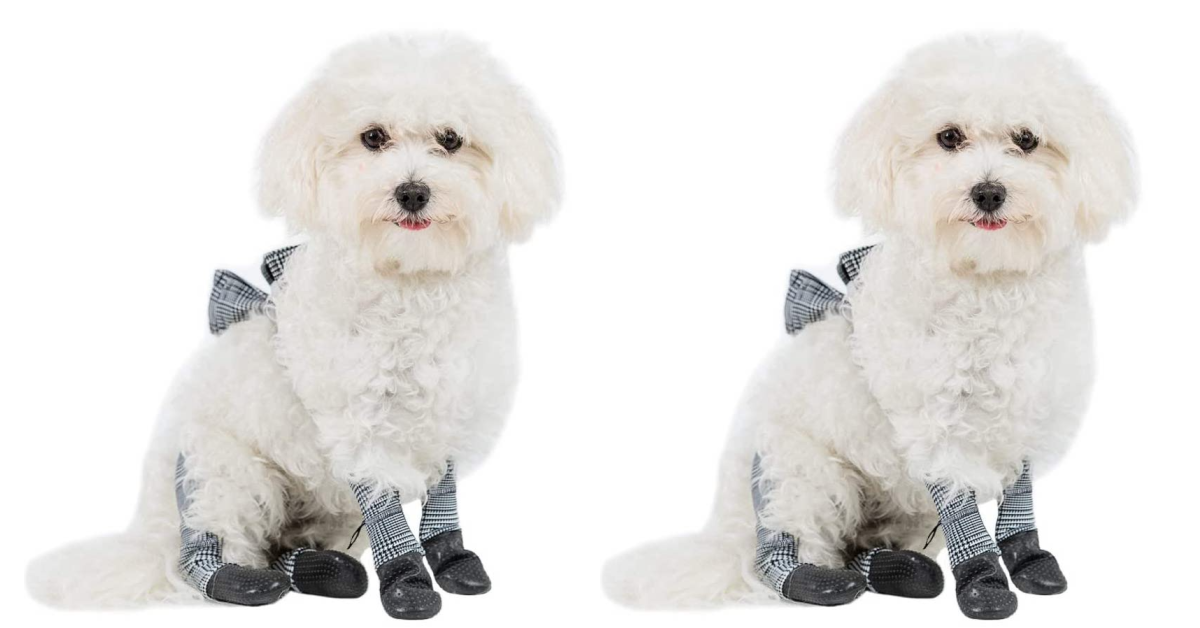 Dog Leggings Are The New Clothing Trend For Dogs and It's Actually For A  Great Reason