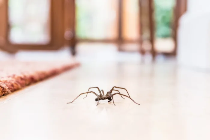 australia spider season house｜TikTok Search