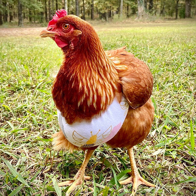 You Can Get Tiny Bras For Your Chickens That Are Not Only Fashionable, But  They Can Also Save A Chickens Life