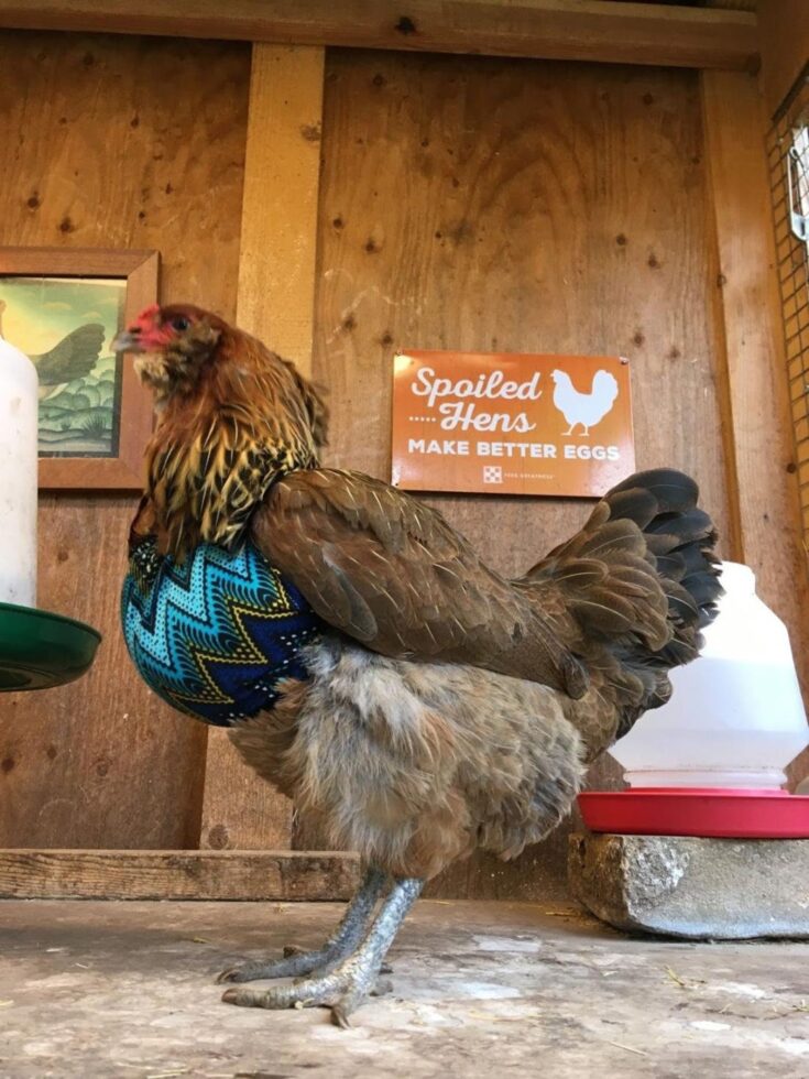 You Can Get Tiny Bras For Your Chickens That Are Not Only Fashionable ...