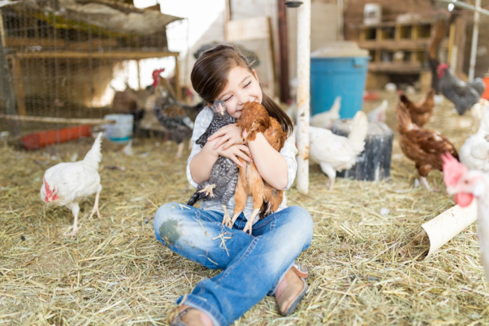The CDC Says You Shouldn’t Hug Or Kiss Your Chickens After A Salmonella Outbreak