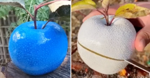 Edible Colored Apples Exist And They Look Like Something Out Of A Fairytale