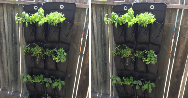 People Are Using Shoe Racks To Create A Vertical Hanging Garden And It’s Genius