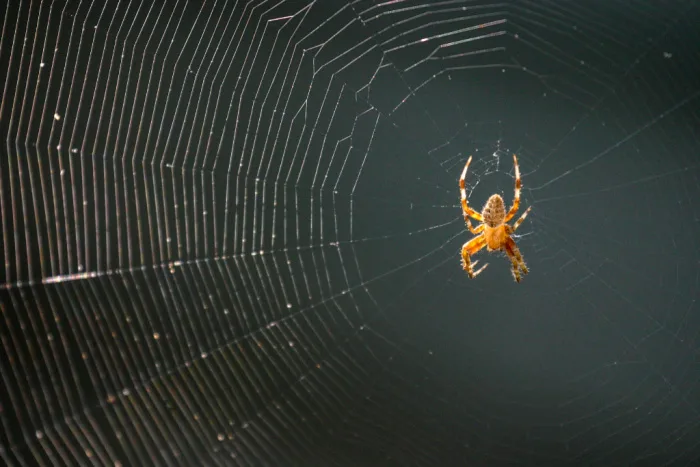 Australian Spider Webs Are The Most Terrifying Thing You Will Ever See