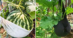 People Are Making Watermelon Slings To Help Their Watermelons Grow and It’s Pure Genius