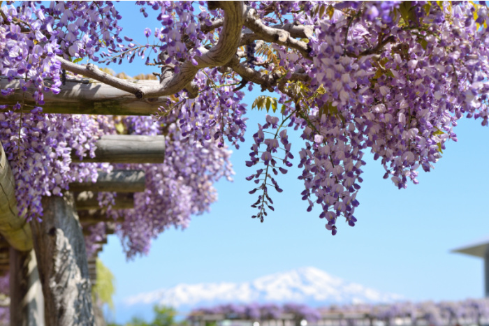 Home Depot Is Selling A Wisteria Tree That Has Clusters of Lilac-Purple Blooms