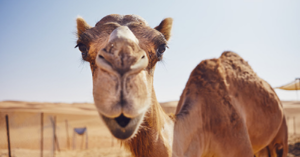 People Are Just Now Learning How Camels Drink Water And It’s Made The Internet Go Crazy