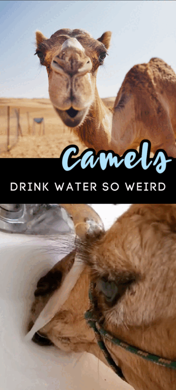 People Are Just Now Learning How Camels Drink Water And It's Made The