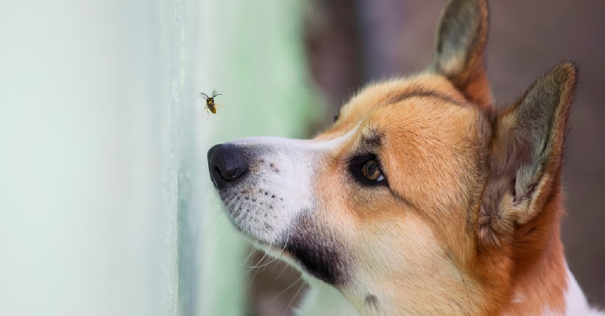 Here Is What You Should Do If Your Dog Gets Stung By A Bee