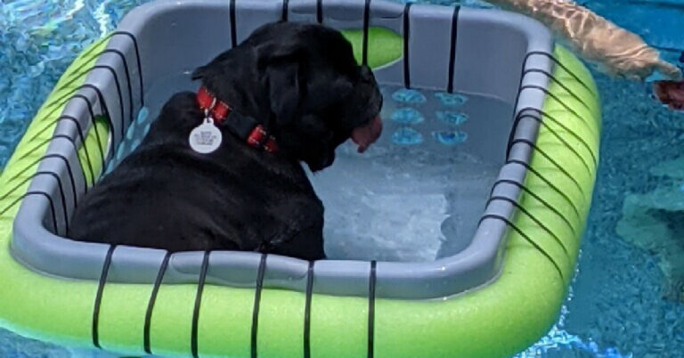 People Are Making Floating Baskets For Their Pets To Safely Enjoy The Pool and I Find It Genius