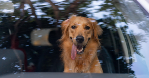 Many Laws State You Can’t Break Into A Hot Car To Save A Dog, But Here’s What You Can Do Instead