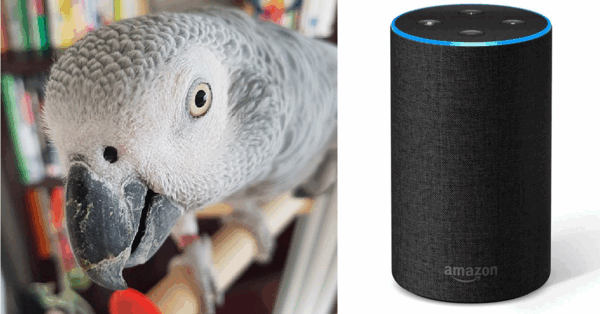 This Parrot Fell In Love With Alexa And He Keeps Ordering Things From Amazon