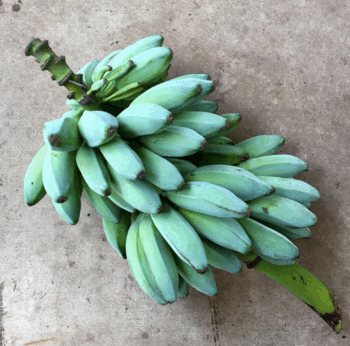 Amazon Is Selling Blue Java Banana Trees That Tastes Like Vanilla Ice Cream