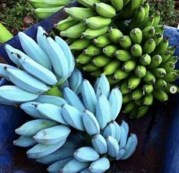 Amazon Is Selling Blue Java Banana Trees That Tastes Like Vanilla Ice Cream