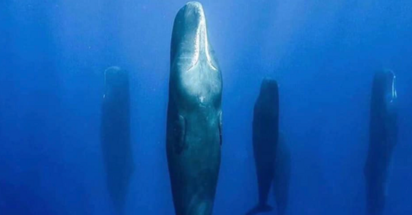 Apparently, Sperm Whales Dive 45 Feet Into The Ocean And Sleep Vertically Just To Take A Nap
