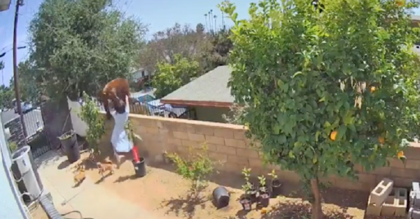 This Teen Shoved A Giant Brown Bear To Save Her Dogs And She’s My New Hero