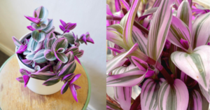 This Beautiful Pink Plant Looks Like Something From A Fairytale And It’s So Easy To Grow