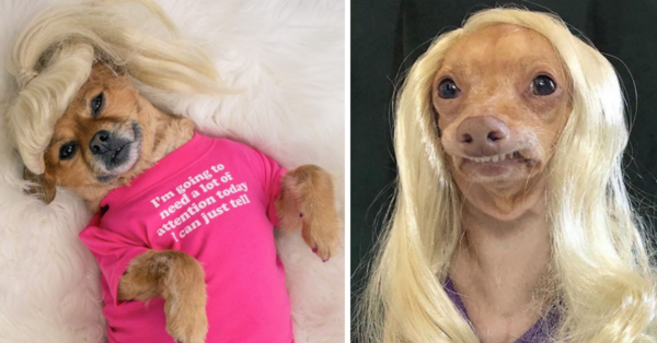 Dogs In Wigs Is The New Hot Trend And We Are Here For It