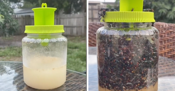 People Are Obsessed With This Reusable Fly Trap That Costs Less Than $10