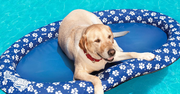 You Can Get A Pool Float For Your Dog That Is Claw-Proof and It Is Genius