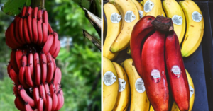 You Can Plant Red Banana Trees That Taste Just Like Raspberries