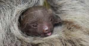 This Baby Sloth Was Just Born At A Massachusetts Zoo And I Can’t Even Take How Cute It Is