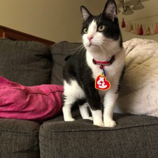 You Can Get A TY Pet Tag To Make Your Pet Look Like A Beanie Baby And