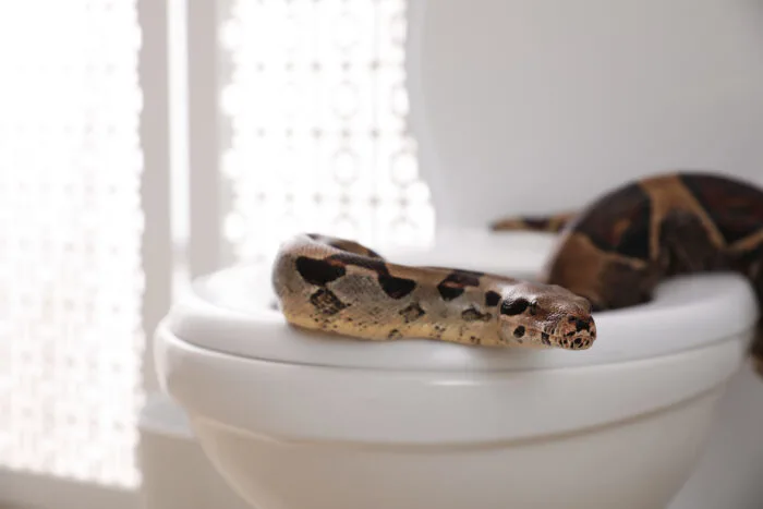 Austrian man bitten by python during visit to the toilet, Snakes