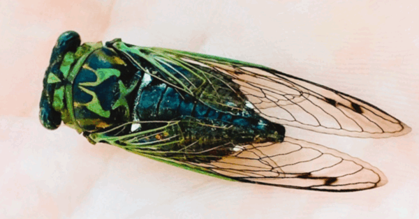 Creepy Green Dog-Day Cicadas Are Here And They Like To Scream