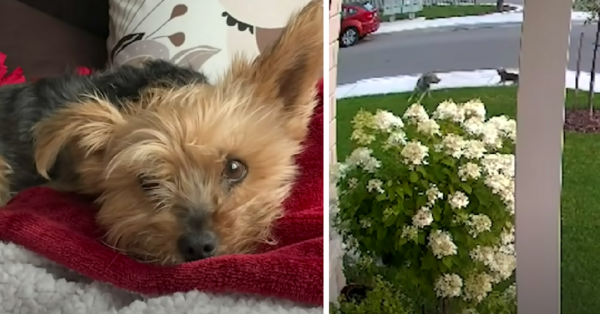 This Tiny Yorkie Fought Off A Wild Coyote To Protect Her Owner And She Is A Hero