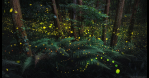 This Photographer Caught Thousands Of Fireflies On Film And It Is Absolutely Magical
