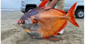 A 100 Pound Tropical Fish Was Discovered On A Beach Proving The Ocean Still Contains Mysteries