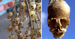 You Can Plant Flowers That Are Beautiful While Alive But Look Like Human Skulls When They Die