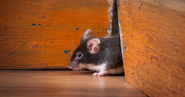 The Best And Inexpensive Ways To Keep Mice Out Of Your House