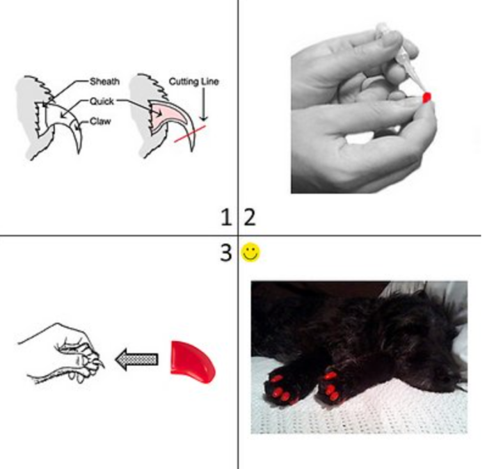 White, M) 40 Pcs Soft Cat Dog Nail Caps Pet Paw Claw Protector Nails Cover  With Free Glue Applictor on OnBuy