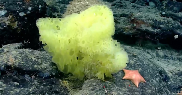 A Real-Life SpongeBob And Patrick Starfish Were Spotted Together In The Deep Sea And I Can’t Believe It