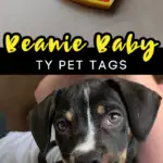 Ty Beanie Baby Tags🧸❤️get 'em for your pets this Halloween🎃 #tybeani, Dog Tags