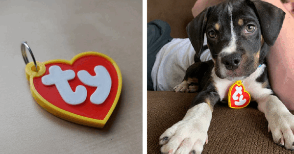 You Can Get A TY Pet Tag To Make Your Pet Look Like A Beanie Baby And It’s Absolutely Adorable