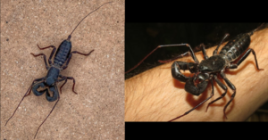 There Are ‘Whip Scorpions’ That Shoot Acid From Their Tails And I Think I’ll Stay Indoors Now